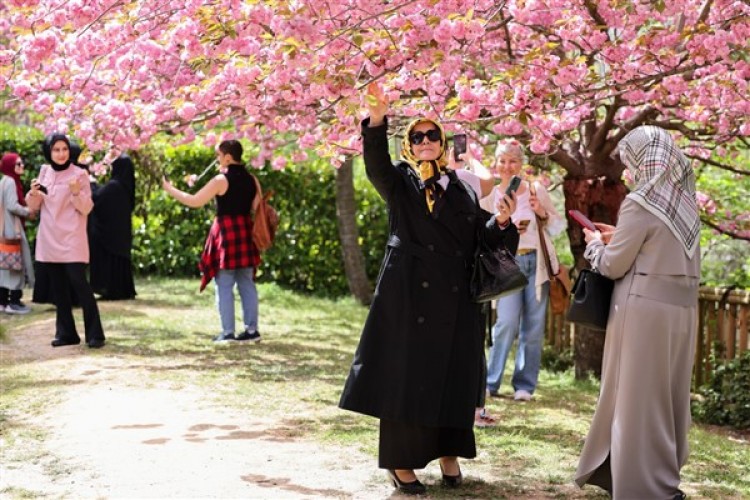 Baltalimanı Japon Bahçesi'ndeki sakura ağaçları baharın gelişini müjdeliyor