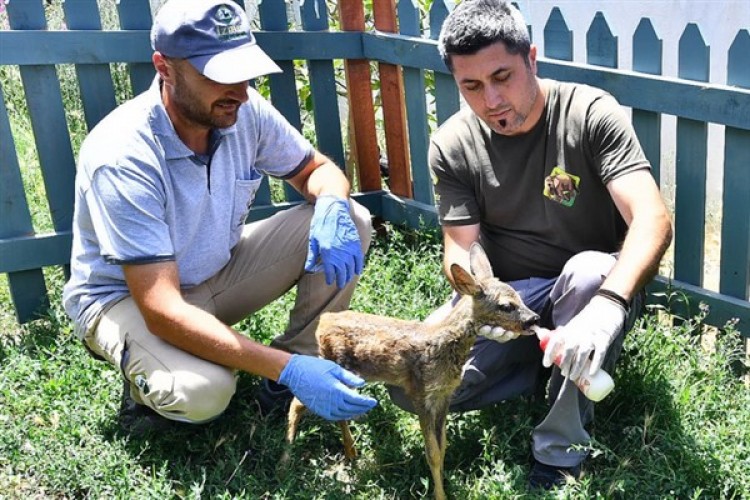 Doğal Yaşam Parkı'nın sevimli misafiri biberonla besleniyor
