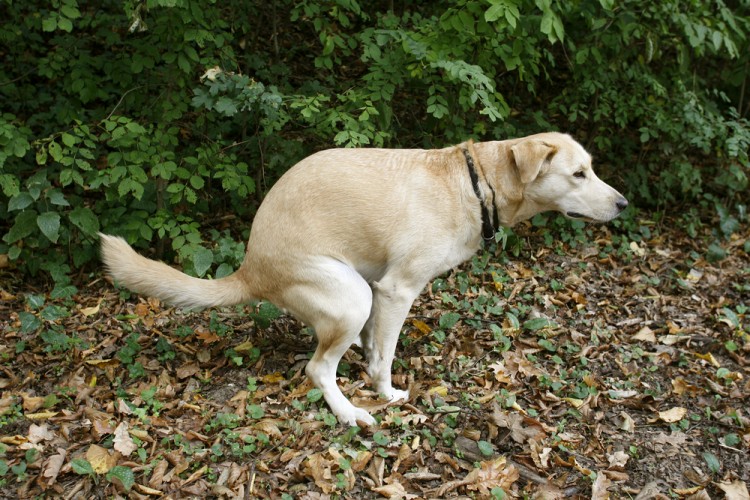 Köpek dışkısı problemine önlem olarak köpeklere DNA testi yapılacak