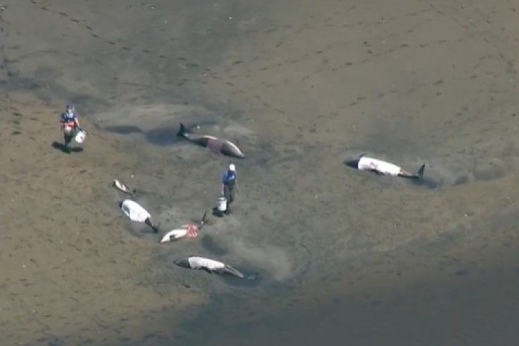 Cape Cod yarımadası açıklarında 125 yunus mahsur kaldı