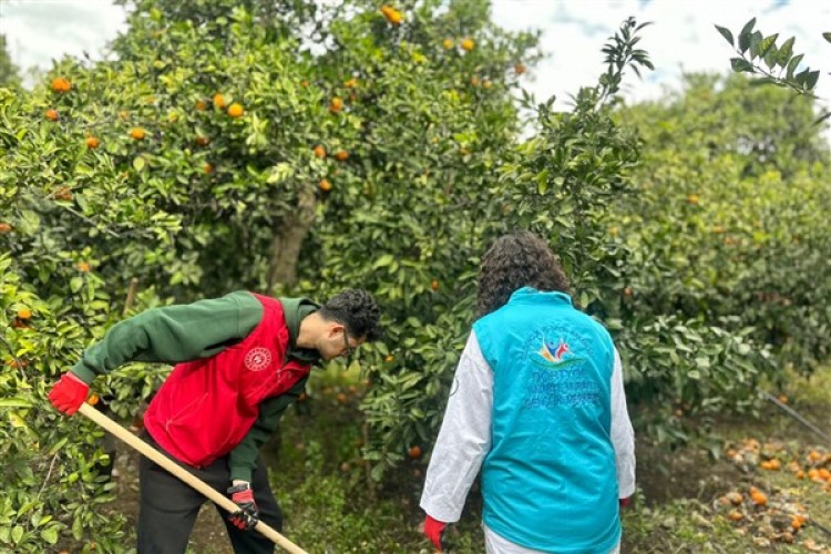 Genç gönüllüler Hatay'da narenciye hasadına yardım ediyor