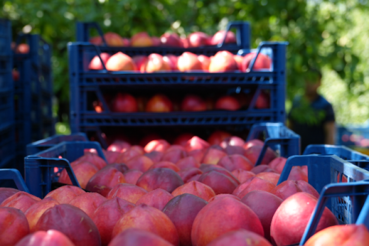 Bursa Şeftalisi Avrupa Birliği'nden coğrafi tescil aldı