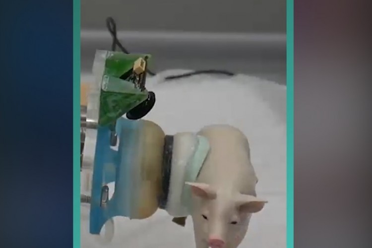 Ahtapot araştırmacıların daha akıllı robotlar yaratmasına yardımcı oluyor