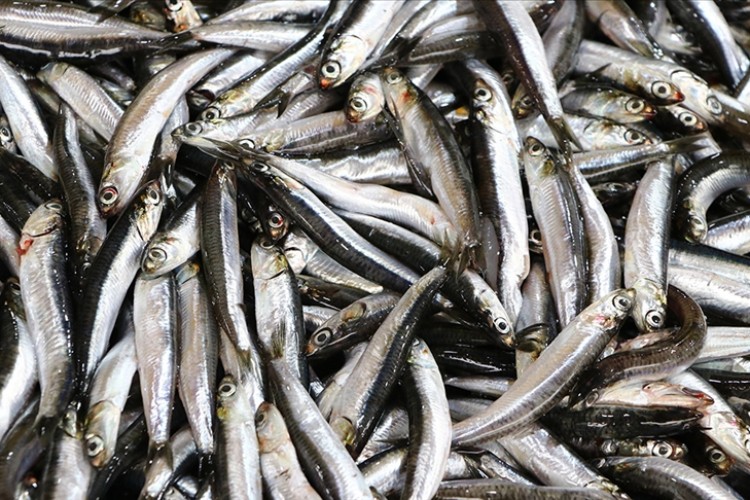 Kırmızı etin ringa balığı, sardalya ve hamsi ile değiştirilmesi 750 bin hayat kurtarabilir