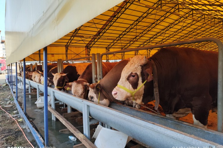 İBB ekipleri Kurban Bayramı hazırlıklarını tamamladı