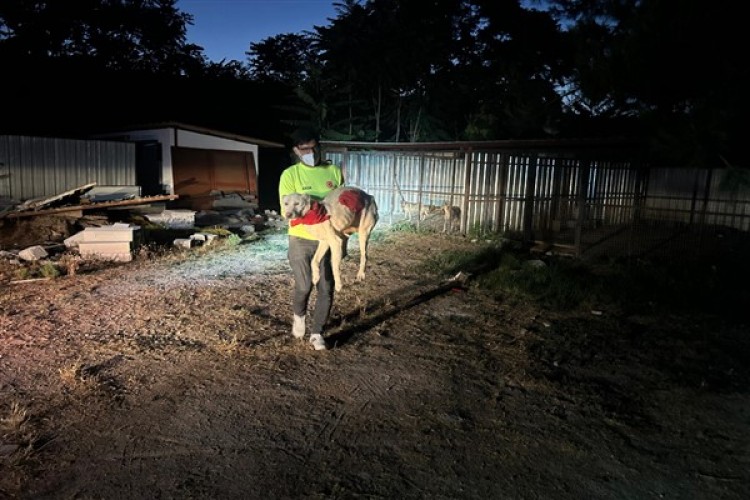 İzmir'de çıkan yangınlar nedeniyle hayvanlar koruma altına alındı