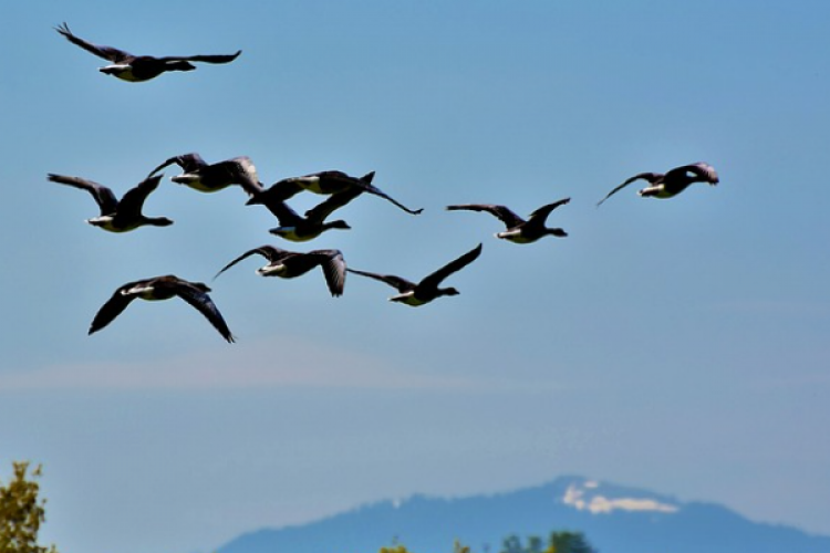 BM: Göçmen kuşlar birçok tehlikeyle karşı karşıya