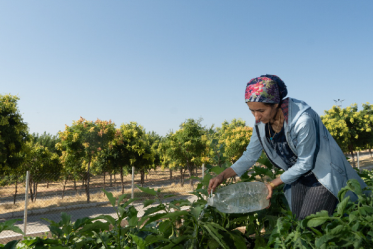 İzmir'deki mahalle bostanında hasat başladı