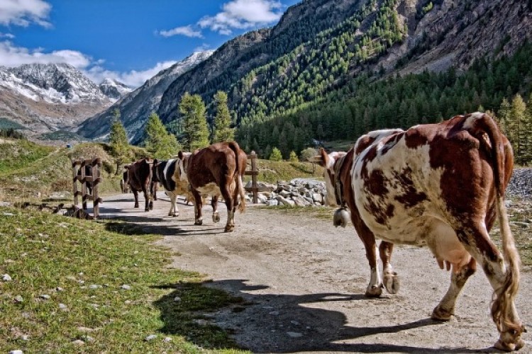 Bakan Yumaklı'dan yeni destekleme modeli hakkında açıklama
