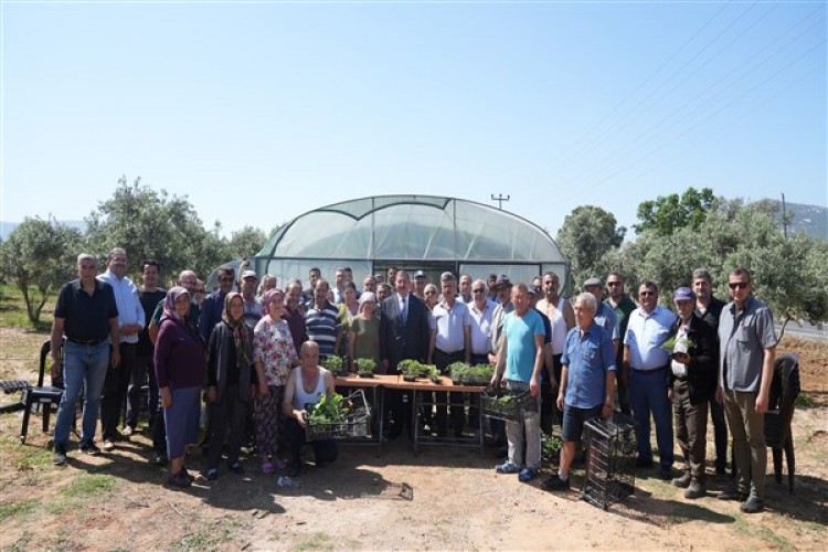 Milas Belediyesi'nden üreticilere fide desteği