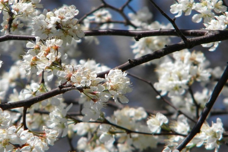 Cumhurbaşkanı Yardımcısı Yılmaz'dan Hıdırellez Bayramı mesajı