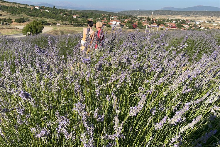 Lavanta bahçelerini 100 bin kişi ziyaret etti