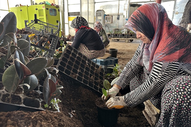 Kıraç araziyi gelir kapısına dönüştürdü