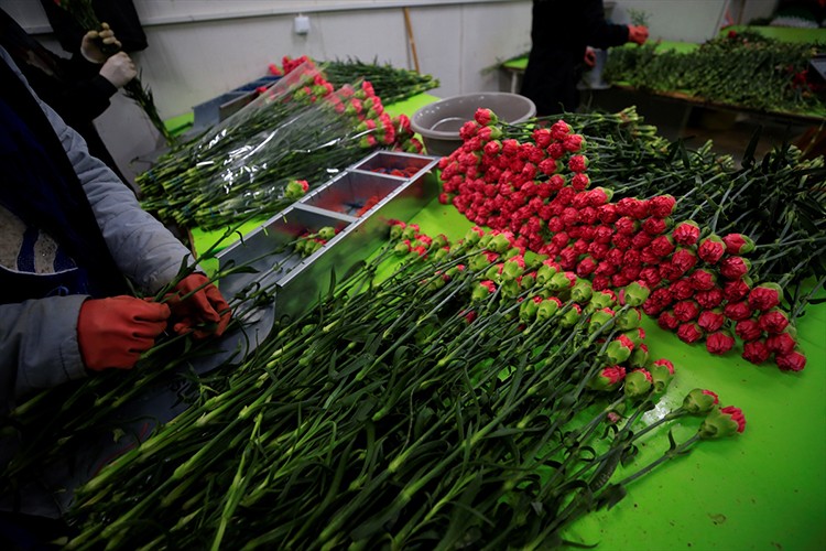 Türkiye'den 73 ülkeye 140 milyon dolarlık çiçek ihracatı