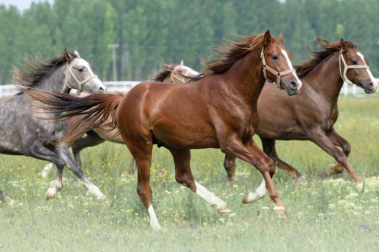 TİGEM 15 safkan elit Arap koşu tayı satacak