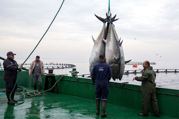 Orkinos yetiştiricileri bu sezon ihracat gelirinde artış bekliyor