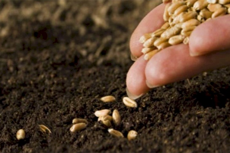 Geçen yıl 517 milyon fidan ve tohum toprakla buluştu