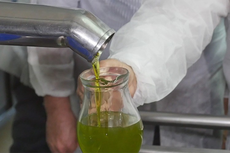 Hileli zeytinyağını rengi değil tadı ve kokusu ele veriyor