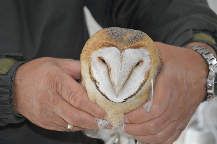 Polislerin bulduğu yaralı baykuş tedaviye alındı