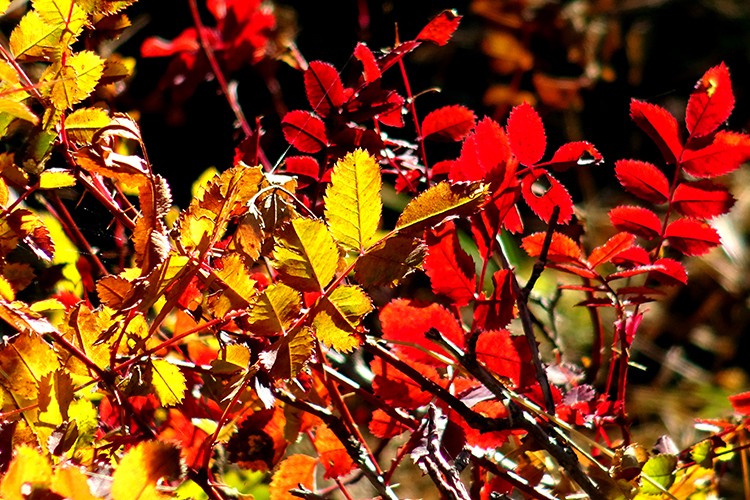 Sarıkamış'a sonbahar renkleri hakim oldu