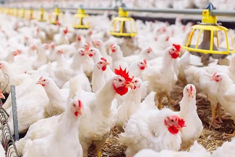 13 tavukçuluk şirketine kayyum atandı