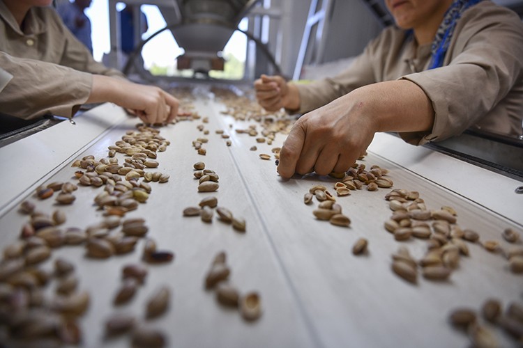 Fıstıkta rekolte kaybı