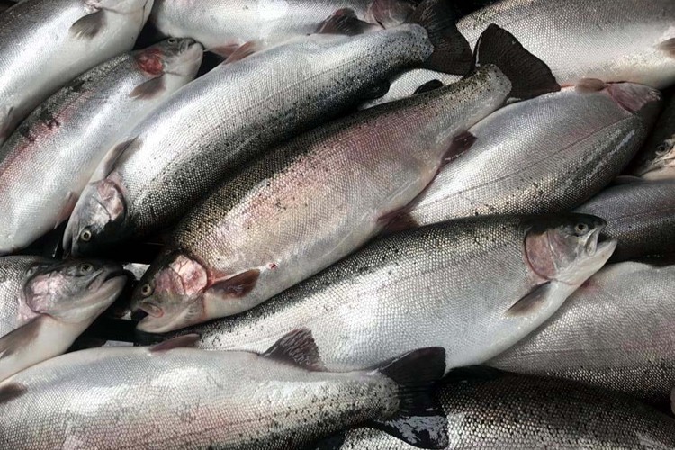 Türk somonu ihracatında hedef ülke çeşitliliğini artırmak