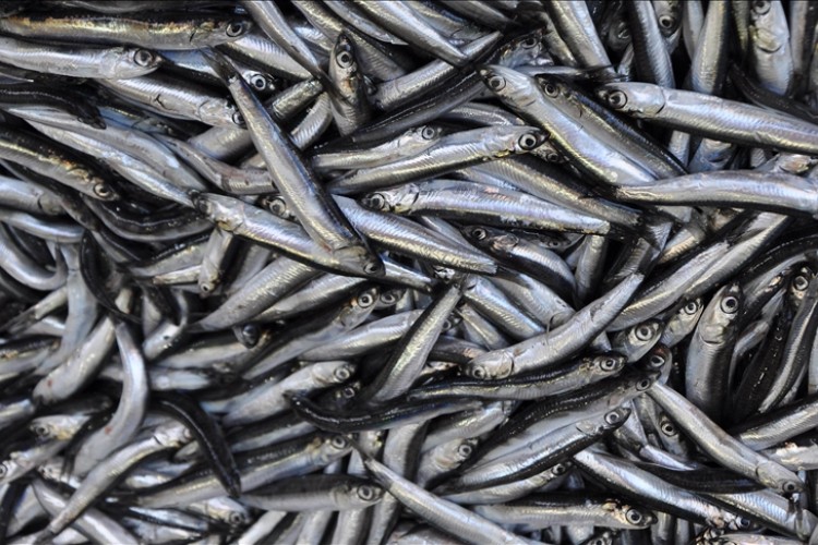 Türkiye denizlerinde son 10 yılda en fazla hamsi avlandı