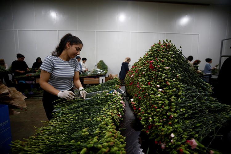 Çiçek sektörü bu yıl 170 milyon dolarlık ihracat hedefliyor