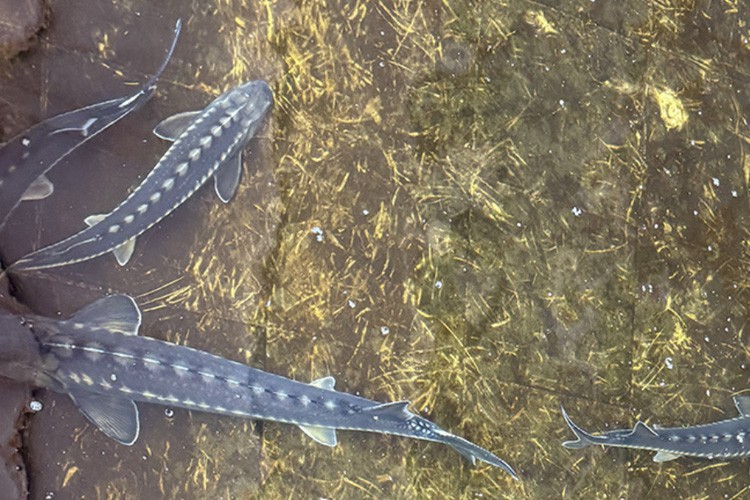 Bolu'daki su ürünleri istasyonunda ilk kez mersin balığı üretimi yapıldı