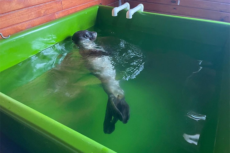 Tedavisi tamamlanan Akdeniz foku yavrusu Mersin'e uğurlandı