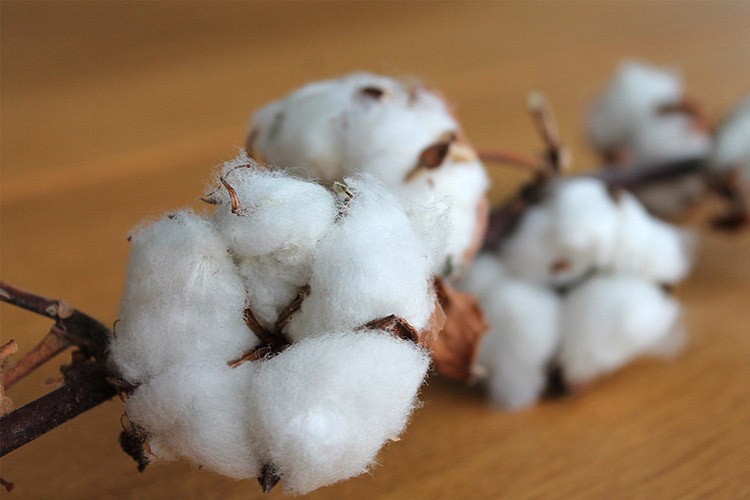 Pamuk satışı yapılacak