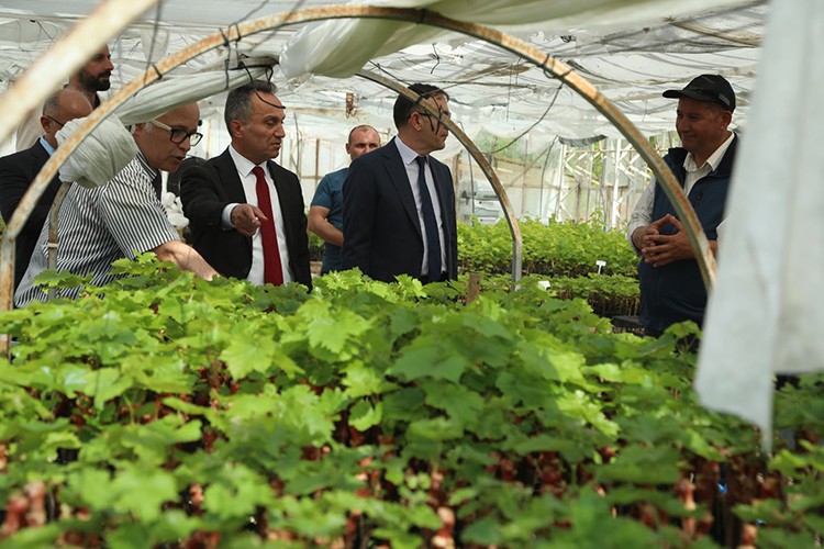 TOGÜ'de üretilen 2 bin aşılı asma fidanı üreticilere dağıtıldı