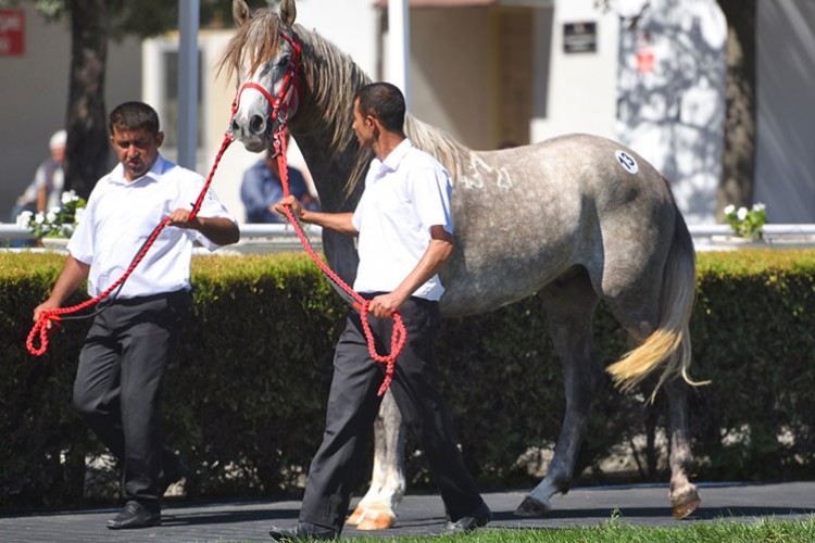 Başaran" tayın satışından TİGEM rekor gelir sağladı
