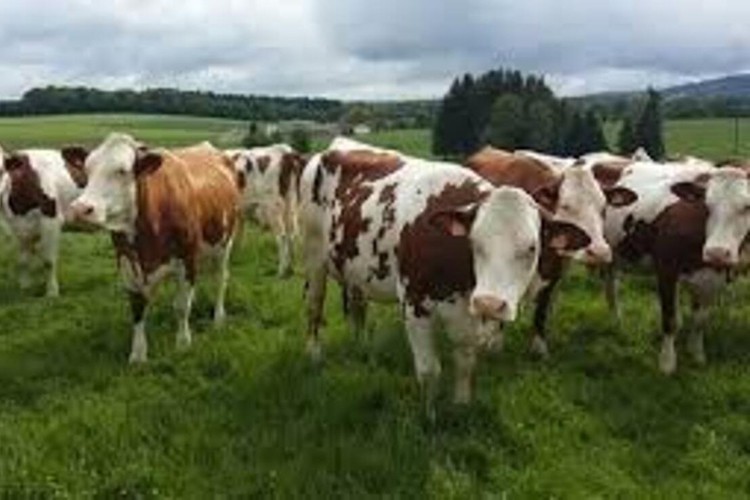 Hayvancılık desteklemelerinde değişiklik