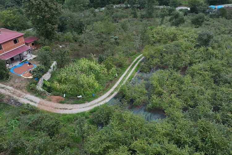 File örtüyle yapılan fındık hasadı üreticinin yükünü hafifletiyor