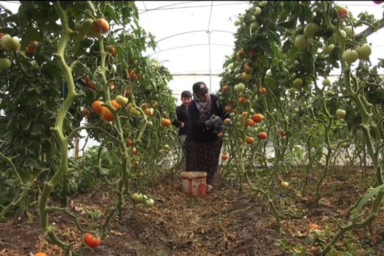 Seracılıkla 650 milyon liralık mucize