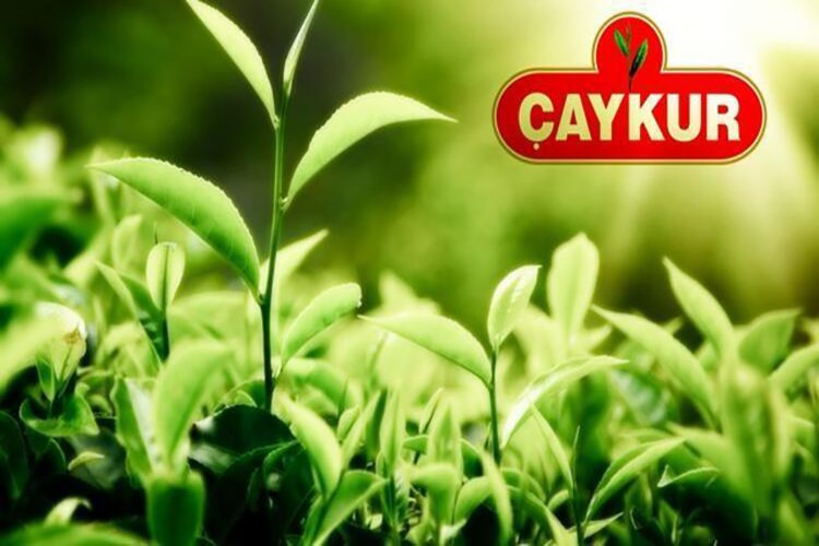 ÇAYKUR 28 Mayıs'ta yaş çay alımı yapmayacak