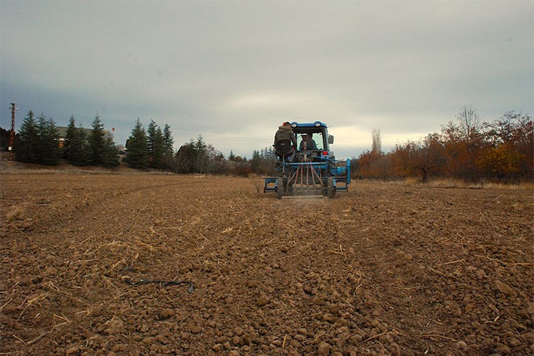 Çoğaltılan ata tohumları bölge çiftçisinin hizmetine sunuluyor