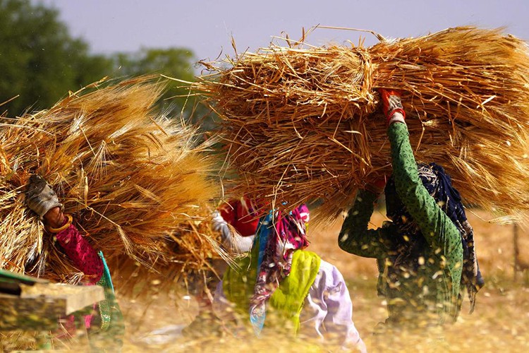 Türkiye buğdayda sıkıntı yaşar mı?