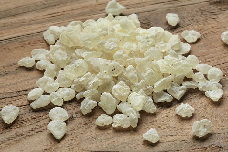 İzmir'de damla sakızı üretiminin artırılması planlanıyor