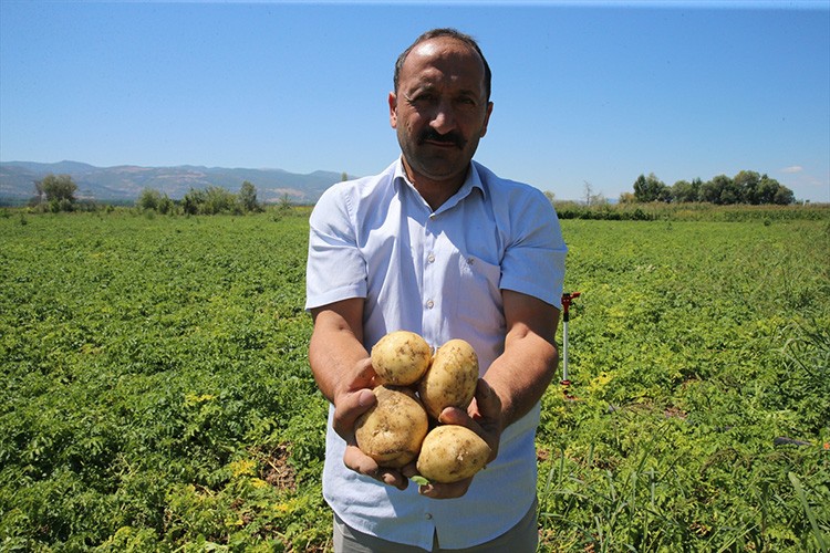 Yılda 500 tonun üzerinde patates tohumu üretiyor