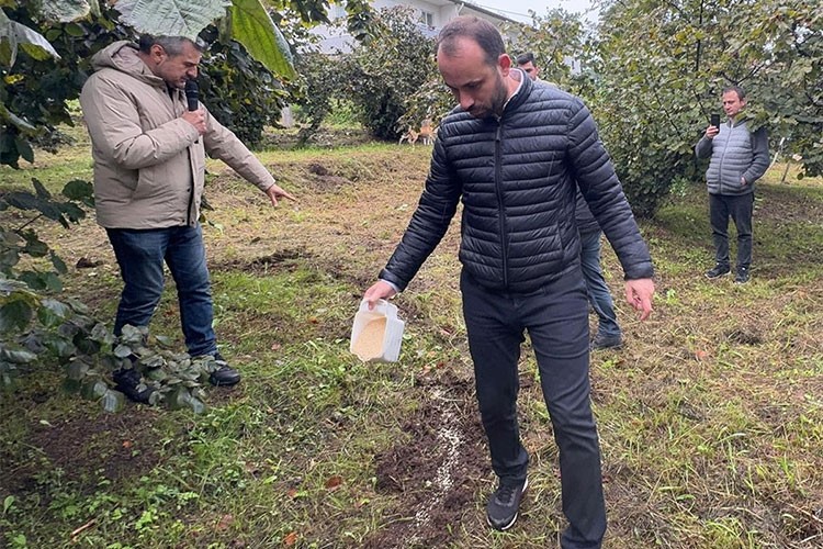 Fındık üreticilerine modern yetiştiricilik yöntemleri öğretiliyor