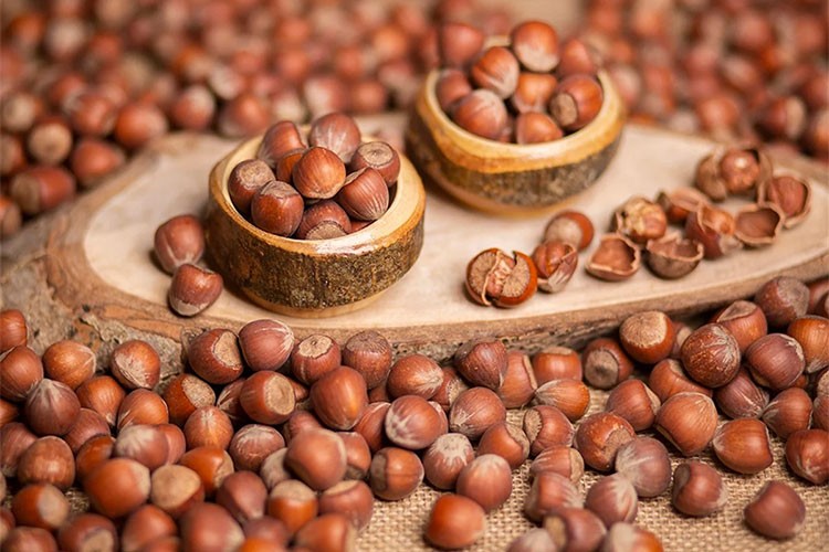 Giresun'da fındık fiyatı haftaya 130 liradan başladı