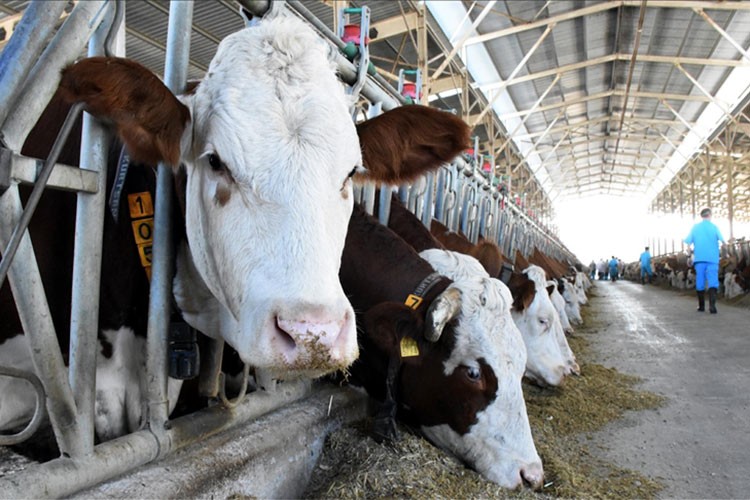 Büyükbaş hayvan sayısı 17 milyon, küçükbaş sayısı 54,9 milyon oldu