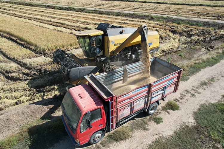 Osmancık'ta çeltik hasadı tamamlandı