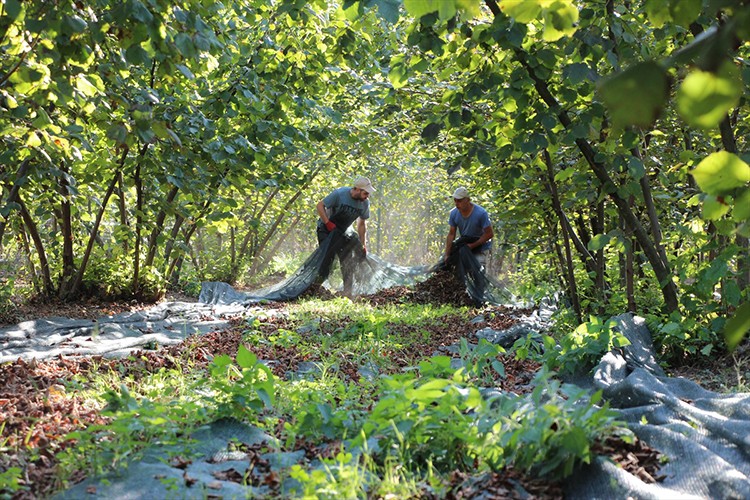 File örtüyle hasat yapan fındık üreticisi tasarruf sağladı