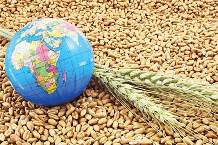 Tahıl anlaşması sona erince buğday fiyatı yüzde 5 arttı