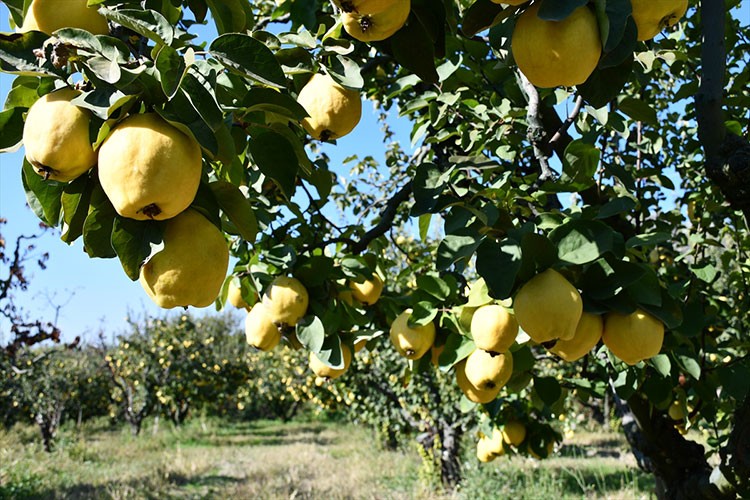 Osmaneli ayvasında hasat mesaisi devam ediyor
