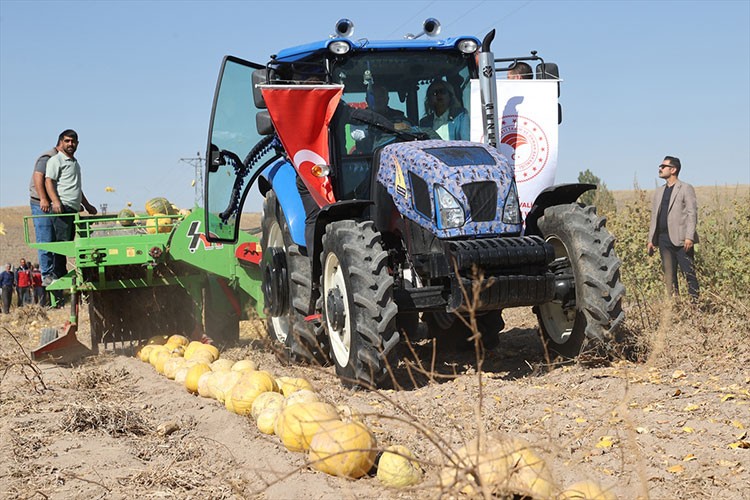 Nevşehir'de çerezlik kabak çekirdeği hasadı başladı